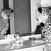 A-Meubel Cheetah looking in mirror