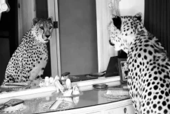 A-Meubel Cheetah looking in mirror