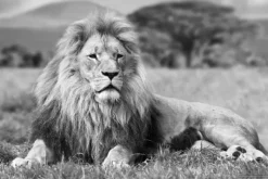 A-Meubel Lying Lion B&W