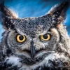 A-Meubel Owl portrait