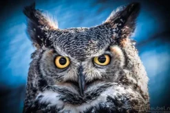 A-Meubel Owl portrait