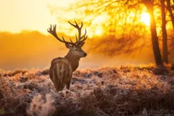 A-Meubel Red Deer In Morning Sun
